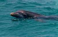Wild Dolphin Adventures, Key West, FL, dolphin picture, Dolphin winking at you up close and personal