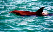 Wild Dolphin Adventures, Key West, Florida, dolphin picture, another close one on the port side