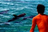 Wild Dolphin Adventures, Key West, FL, dolphin picture, dolphin watching from the Coral Reefer