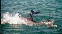 Wild Dolphin Adventures, Key West, FL, dolphin picture cavorting and playing most of the time
