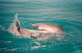 Wild Dolphin Adventures, Key West, FL, dolphin picture bottle nose dolphin do love to play
