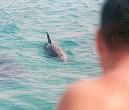 Wild Dolphin Adventures, Key West, FL, dolphin picture, yet another great swim with dolphin