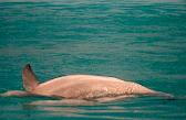 Wild Dolphin Adventures, Key West, Florida, dolphin picture, Dolphin approaching at 12 o'clock!