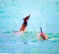 Wild Dolphin Adventures, Key West, Florida, dolphin picture standing on their heads