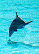 Wild Dolphin Adventures - Key West, Florida, dolphins like to jump clear of the water for fun
