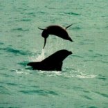 Wild Dolphin Adventures - Key West, Florida, dolphins like to jump when playing with each other