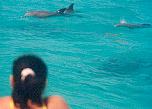 Wild Dolphin Adventures, Key West, Florida, up close and personal while Diane Manning is taking it easy on a noodle