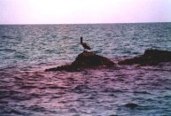 Wild Dolphin Adventures, Key West, Florida, dolphin picture, Pelican standing on the jetty looking for dinner