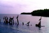 Wild Dolphin Adventures, Key West, Florida, Cormorants standing on the steel ribs of a shipwreck