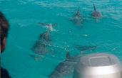 Wild Dolphin Adventures, Key West, FL, dolphin picture, They're everywhere, They're everywhere