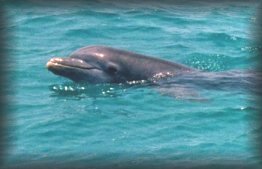 Dolphin Close-up